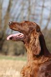 SETTER IRLANDAIS 381